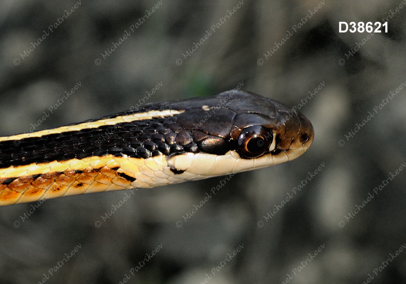 Eastern Ribbon Snake (Thamnophis sauritus)